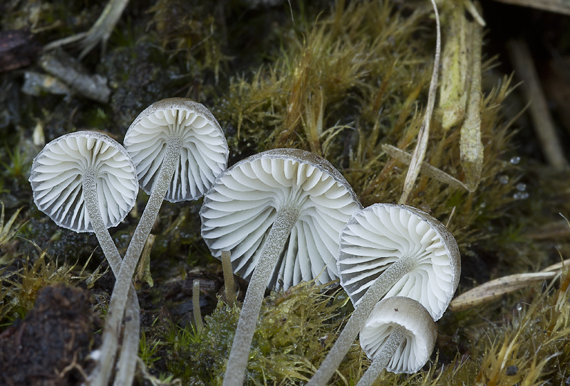 Mycena agrestis